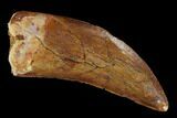 Serrated, Carcharodontosaurus Tooth - Kem Kem Beds #127161-1